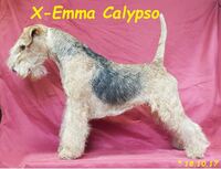 X-Emma Calypso